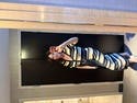 review thumbnail images 1