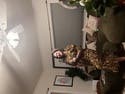 review thumbnail images 2